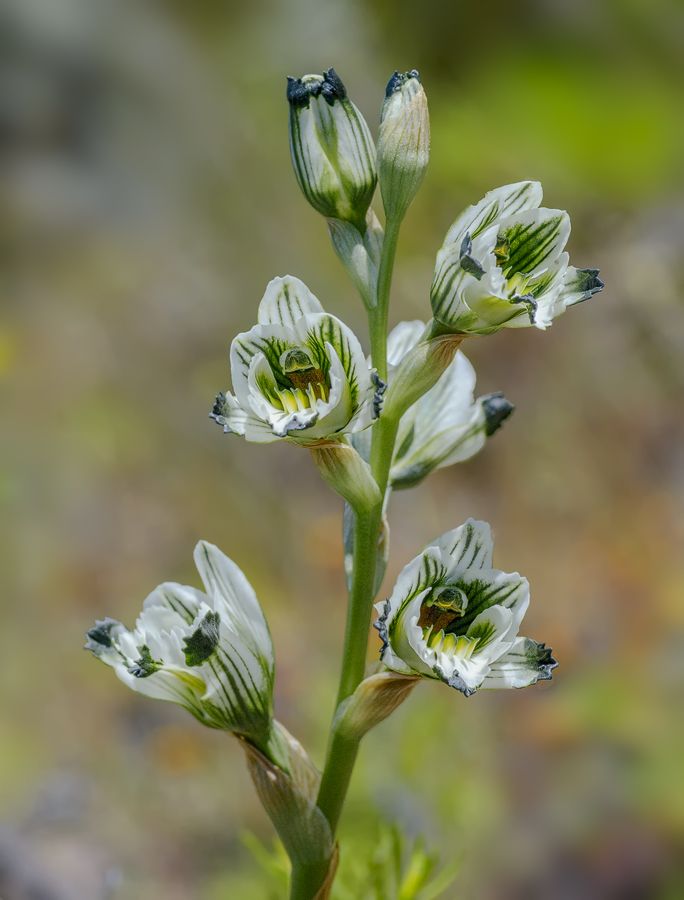  photo Chloraea-bletioides0844ch_zpsqzwe2k52.jpg