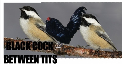 cock1.png