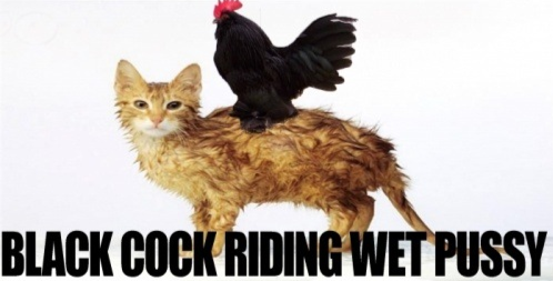 cock2.png