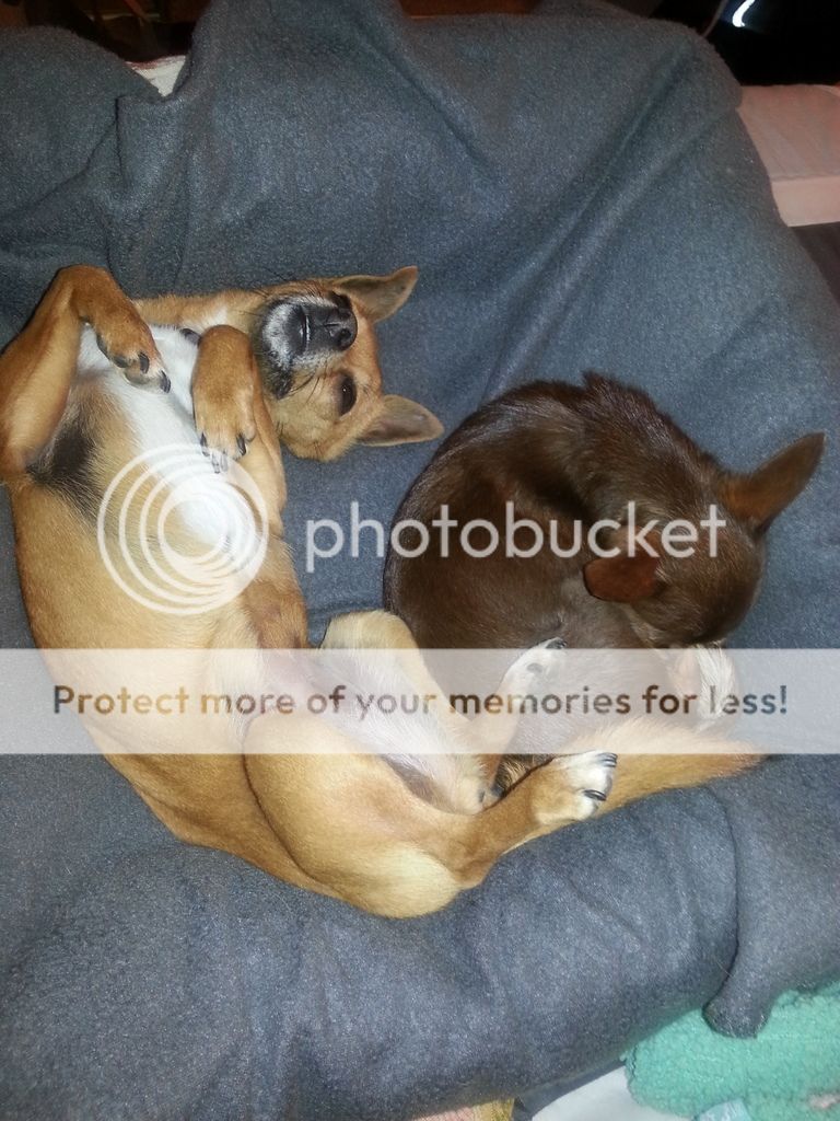  photo 20150310_001308_zpsejet7zdg.jpg