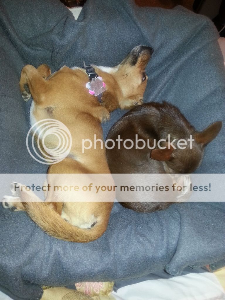  photo 20150310_001634_zps5kcxcaih.jpg