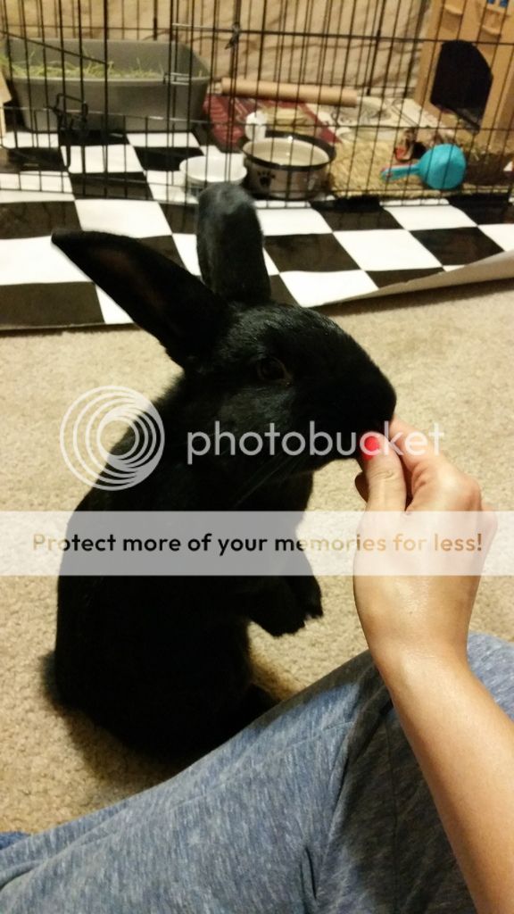  photo 2016-10-23_06-53-22_zpsqazdt0ra.jpg