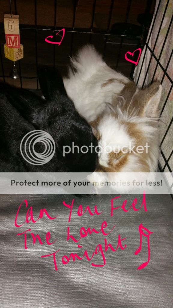  photo 2016-10-27 23.01.38_zpsqx5fvjy7.jpg