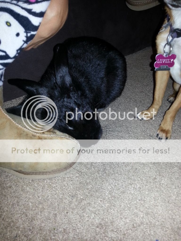  photo 2016-10-28_06-45-16_zpske0obtrg.jpg