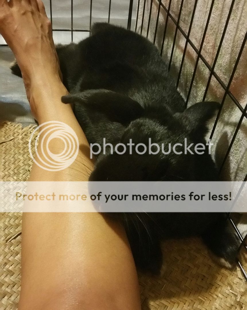  photo 20160906_201201-1_zpsyosxmhee.jpg