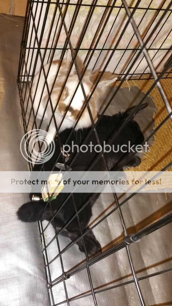  photo 20170113_014632_zpsh4rqy5mp.jpg