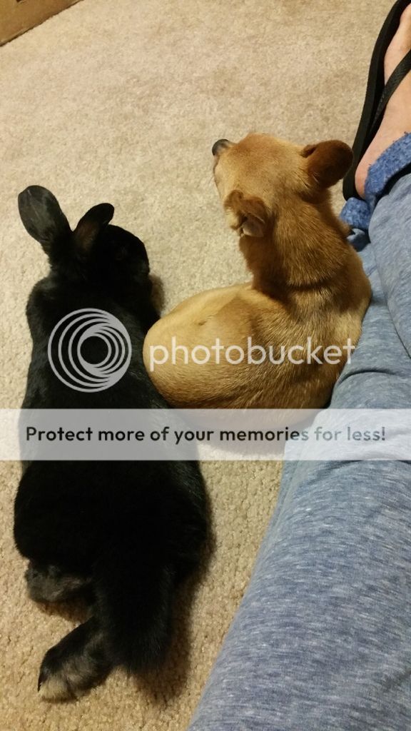  photo 20150529_202759_zpsrun0sbew.jpg