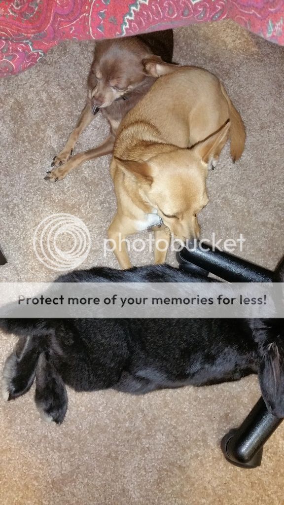  photo 20150530_225717_zpsxkrf0o3u.jpg