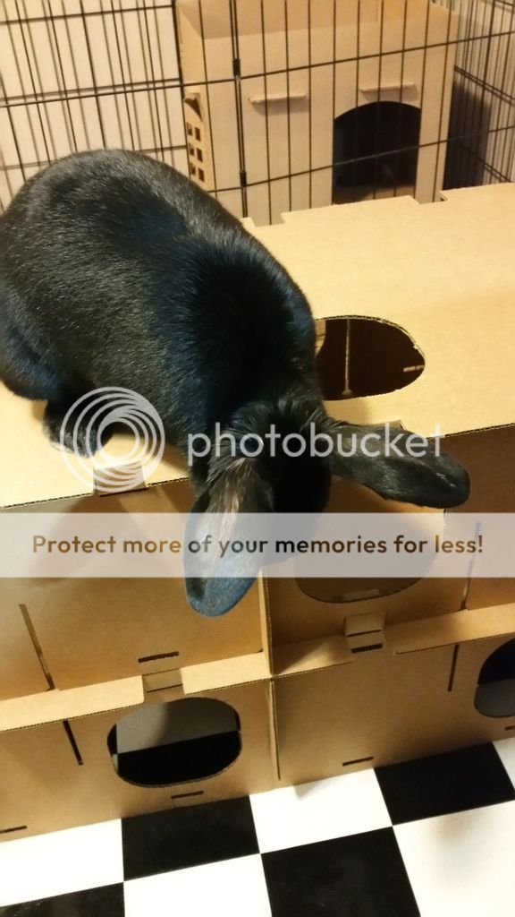  photo 20151011_212216_zpso6jkpvqq.jpg