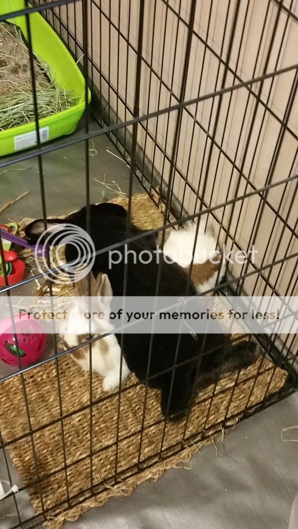  photo 20160304_015057_zpsri4hwo5r.jpg