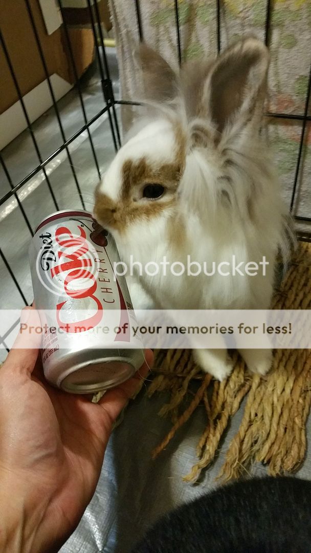  photo 20160325_025028_005_zps4g4fjyim.jpg