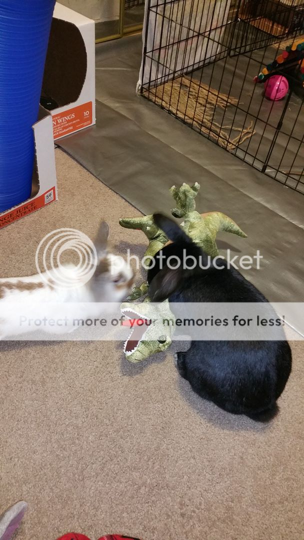  photo 20160325_031006_zpshlehocyr.jpg