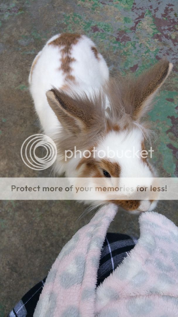  photo 20160328_152649_zpsveq2lp3a.jpg