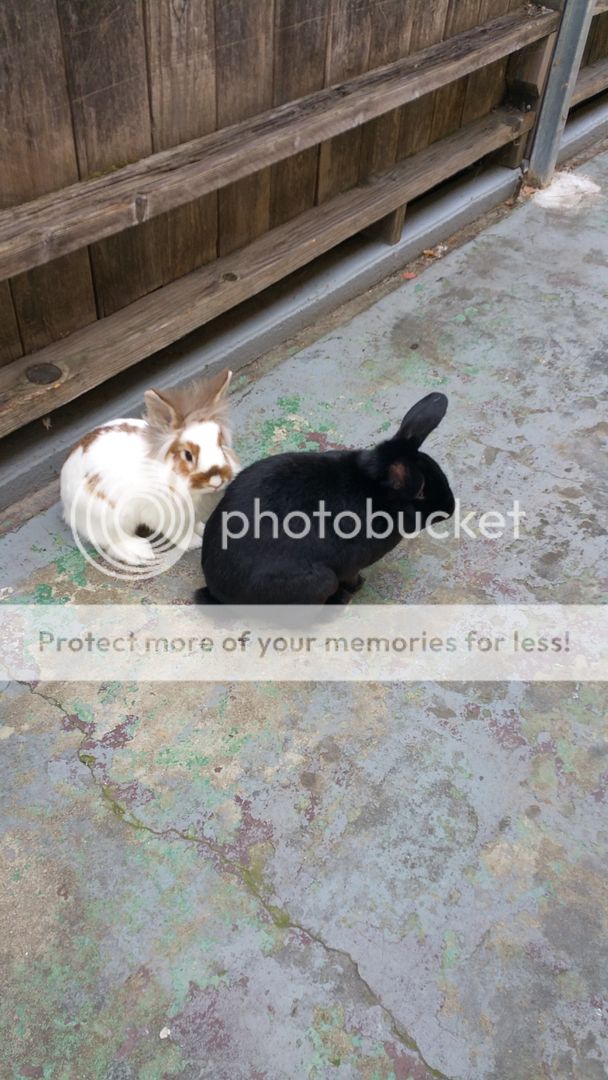  photo 20160328_152715_zpsceyfjbjc.jpg