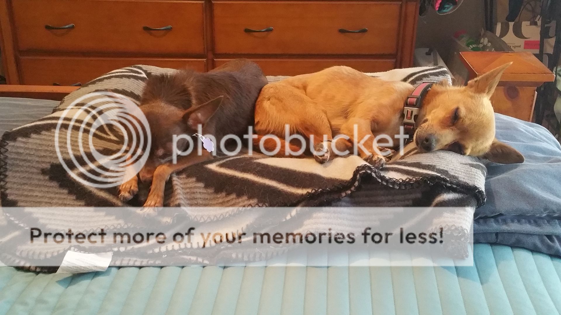  photo 20160813_144353_zpsmmjei1zu.jpg