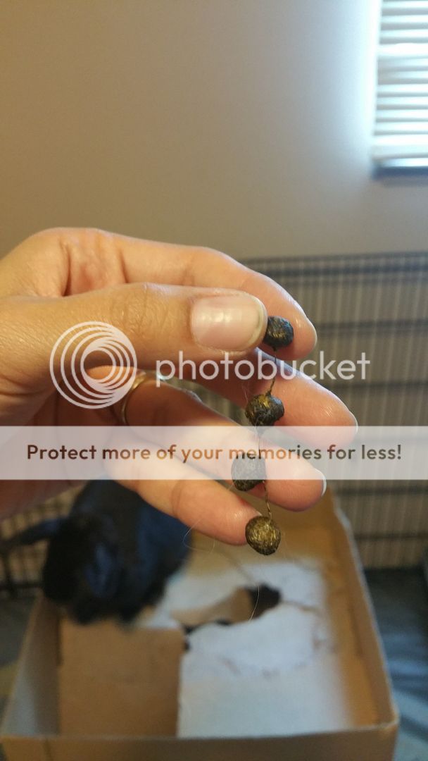  photo 20160827_122738_zpsrakaz4so.jpg