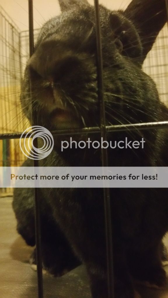  photo 20161027_230326_zps9vfgslsl.jpg