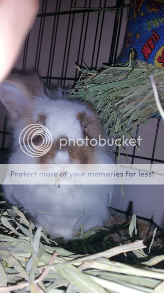  photo 20161027_231032_zpsds1cimnz.jpg