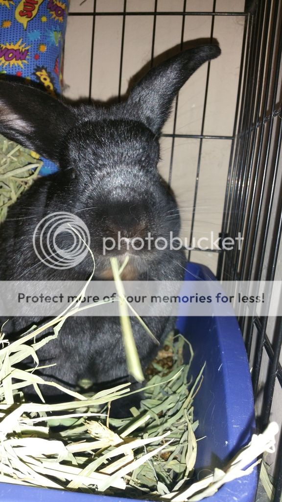  photo 20161027_231109_zps2yee15qn.jpg