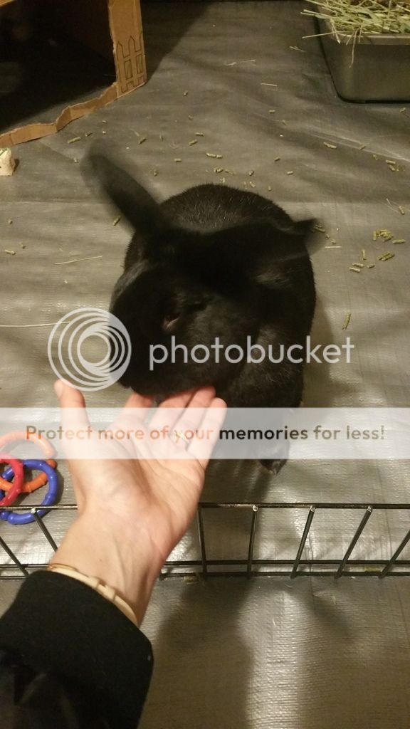  photo 20170115_173741_zps1ykqtfht.jpg