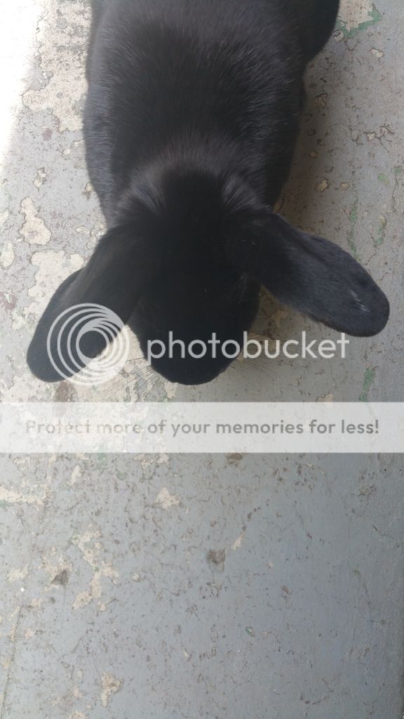  photo 20170419_132454_zpsqxdrxxbf.jpg