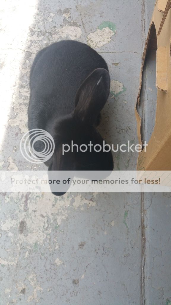  photo 20170419_132457_zpsx6zmo4lj.jpg