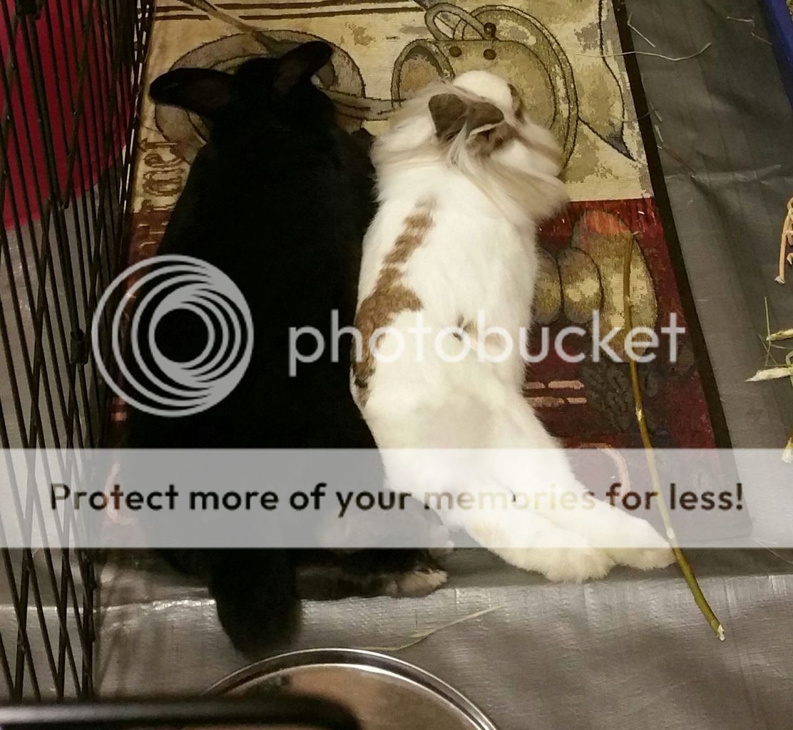  photo edited_1453103471211_zpszxmuffvw.jpg