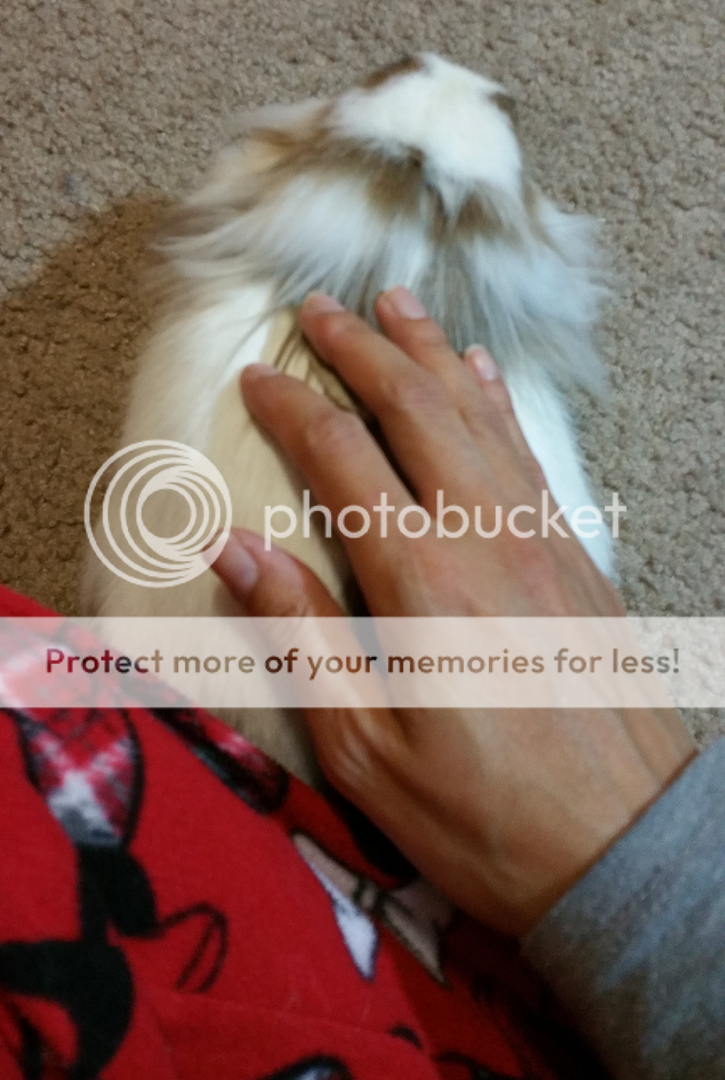  photo Screenshot_SmartSelect_2016-09-13-13-32-19_zpspdwok5nb.png