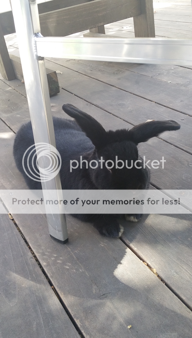  photo Screenshot_SmartSelect_2016-09-23-11-54-06_zpsc1fd9qo1.png