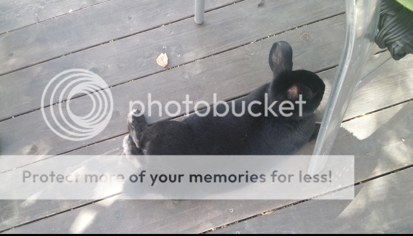  photo Screenshot_SmartSelect_2016-09-23-11-55-30_zpsugrssyw7.png