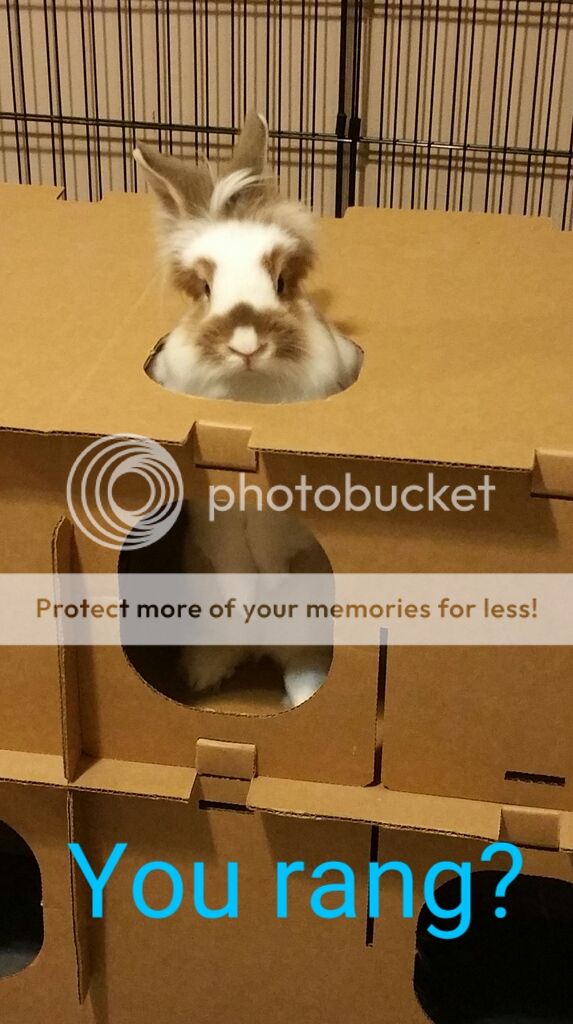  photo Screenshot_SmartSelect_2016-09-30-02-20-54_zpsvjaauuxp_edit_1475227334761_zps7x3lhq2c.jpeg