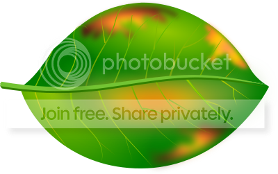 https://i1070.photobucket.com/albums/u484/bogatka1/Fall-Leaf_zps62ajdl9e.png