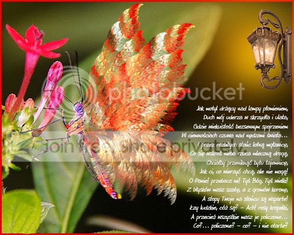 https://i1070.photobucket.com/albums/u484/bogatka1/Wings_zpsevlipk5f.jpg